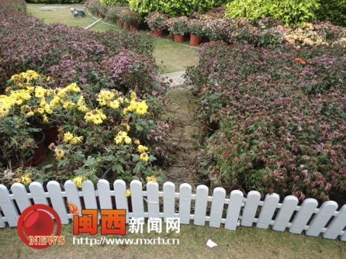 展區的花叢被踩出了一條小道